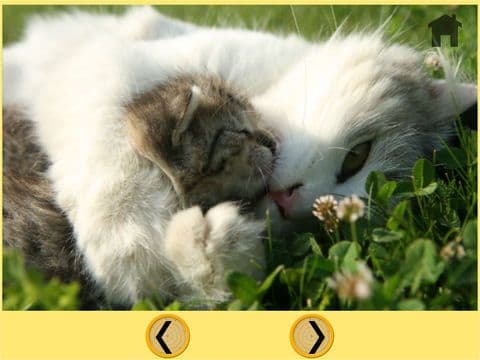 cats and my kids free