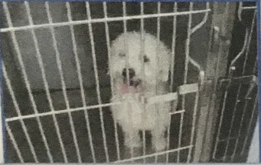 Lost Dog