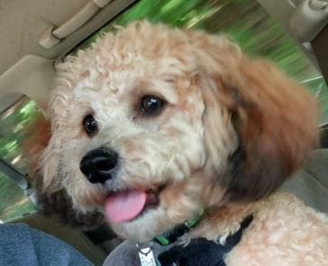 Puppy Petter