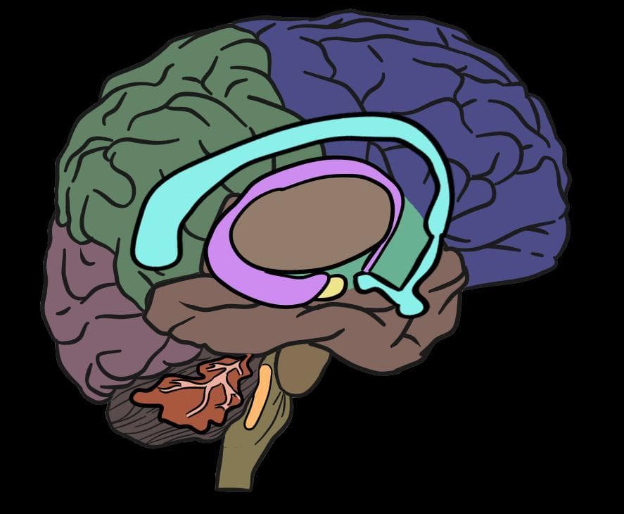 The Brain