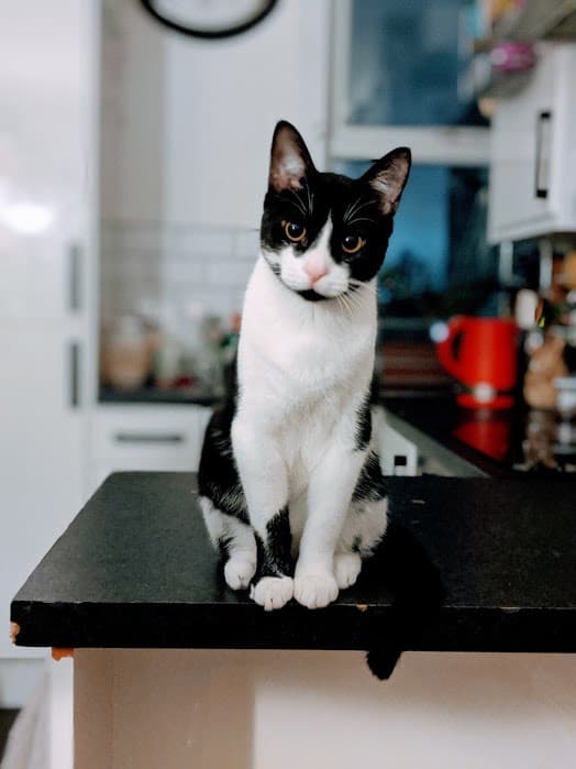 CatDad