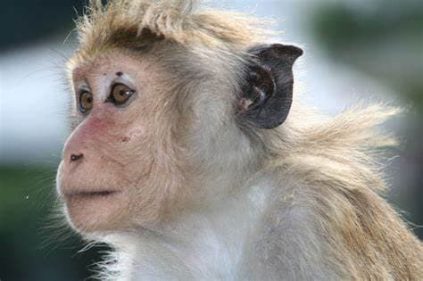 Monkey Slap 2d