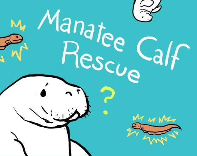 Manatee Calf Rescue