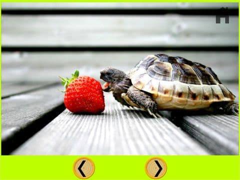 nices turtles for kids - free