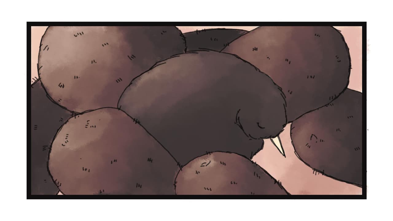 Kiwi Konundrum