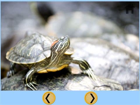 my kids and turtles collection - free