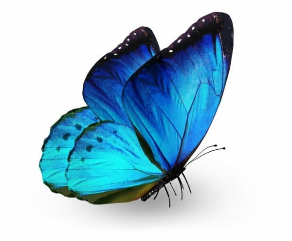 Life cycle of butterfly