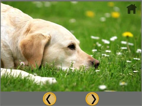 kids dogs lovers - free