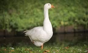 Dodge The Geese!