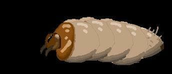 Padrum Trudge