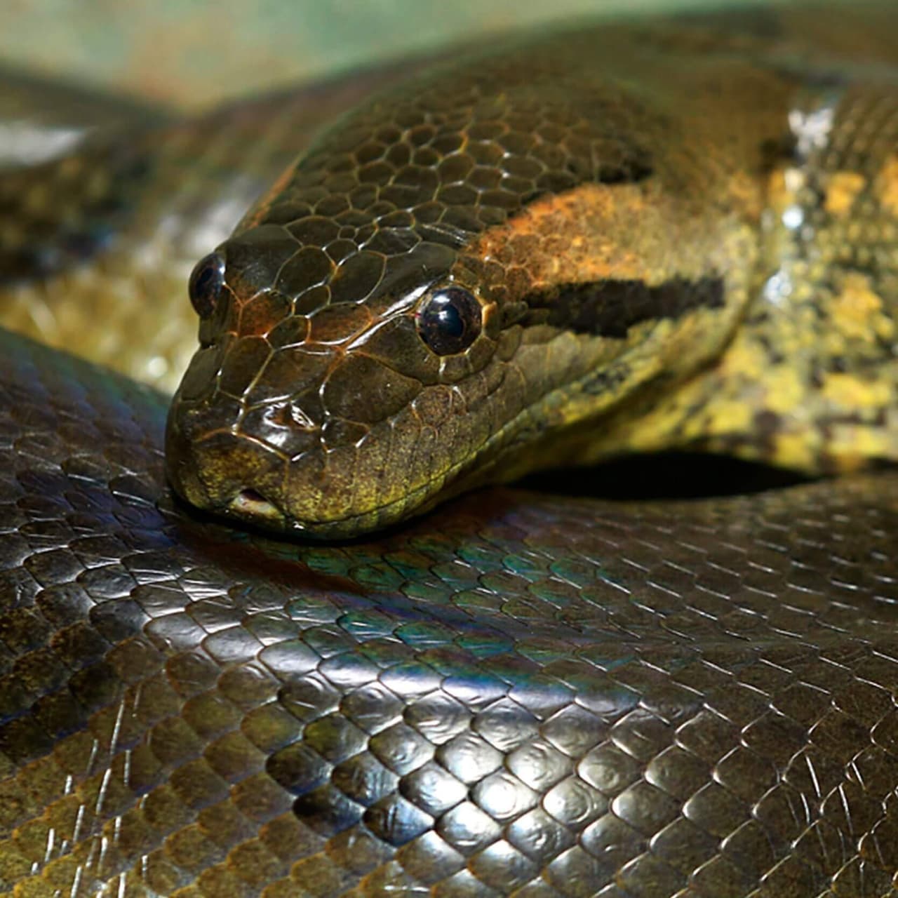 snake 3D (itch) (Laym)