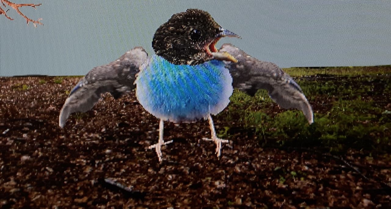 Life Sucks And Youre A Bird