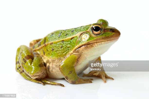 Frog!