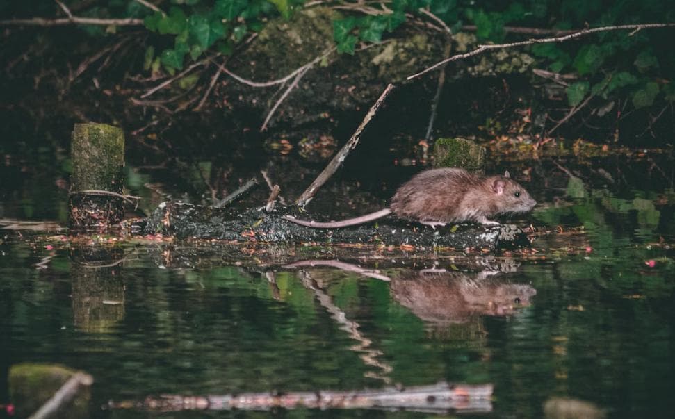 A Rat is Named