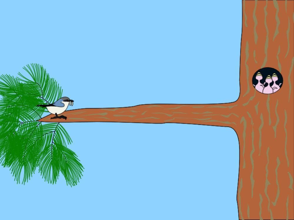 Pygmy Nuthatch
