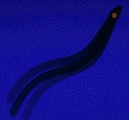 Shadows In The Deep screenshot 2