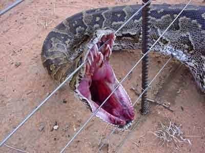 Attack on Python