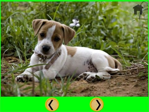 dogs for small kids - free