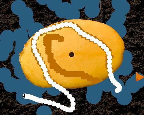 Tato - Potato