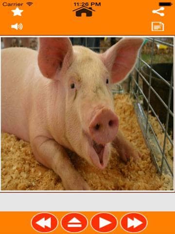 Mega Zoo Sounds Laugh and Learn With Amazing Animal Voices for Baby and Toddler screenshot 3