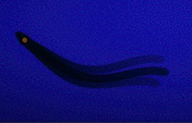 Shadows In The Deep