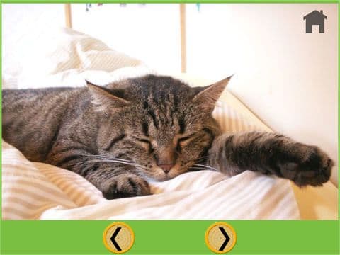 nices cats for kids free