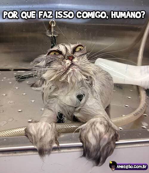 GATO NOT LIKE ÁGUA KK