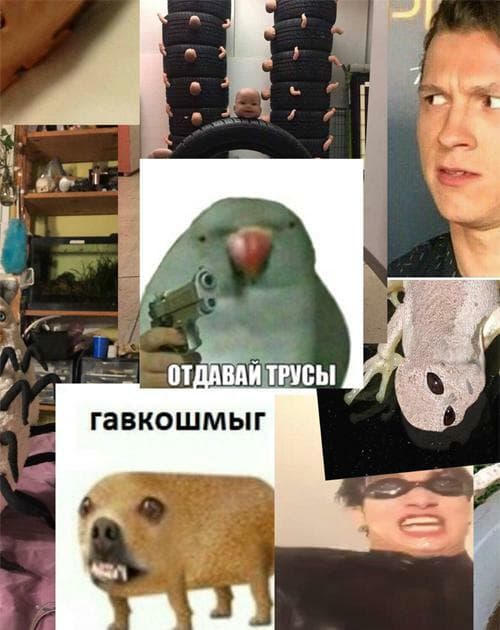 отдавай трусы гавкошмыг