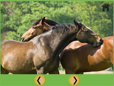 exciting horses for kids - free