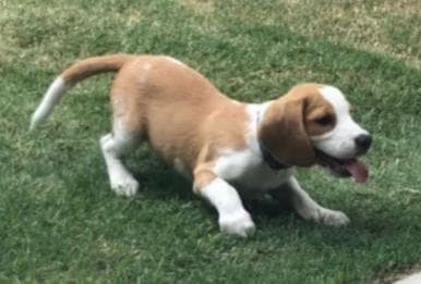 Lolo the beagle