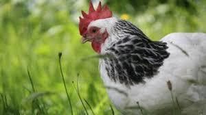 Chicken the mission