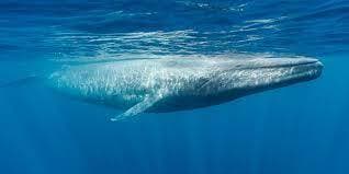 Whale Music Adventure