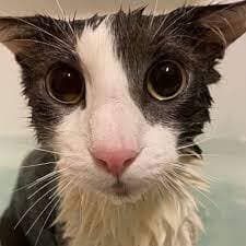 dry cat fight