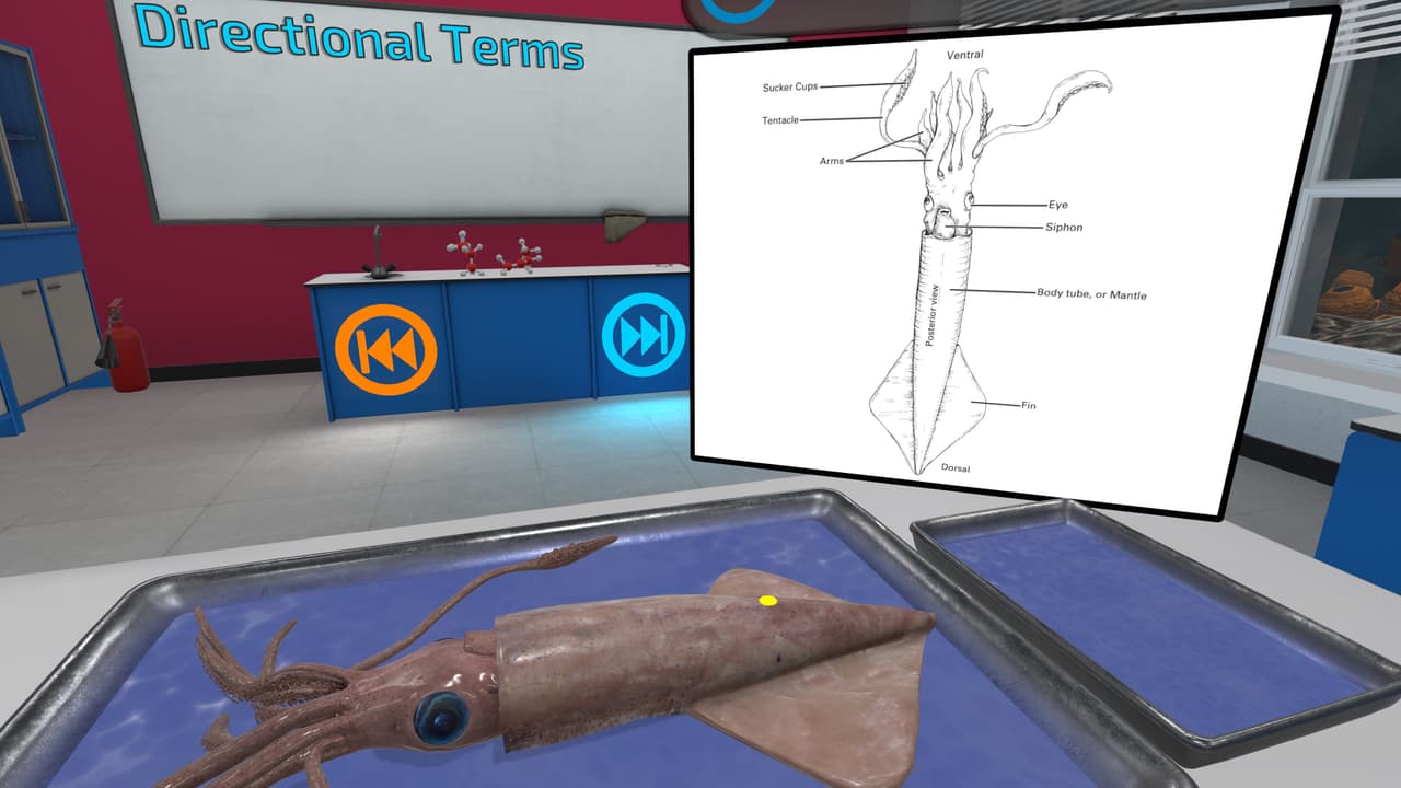 VR Squid and Seastar Dissection: Invertebrate Investigations screenshot 4