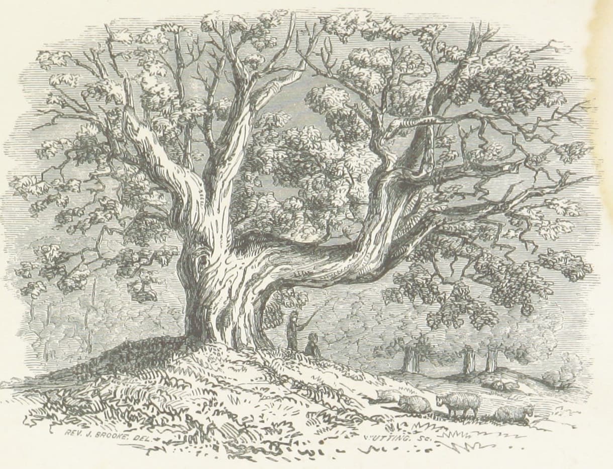 Woodland Wanderings (WIP)