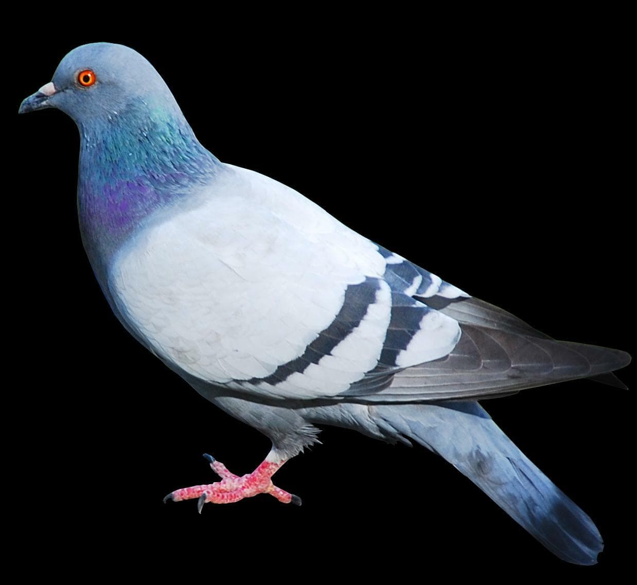 MUSICAL PIGEONS