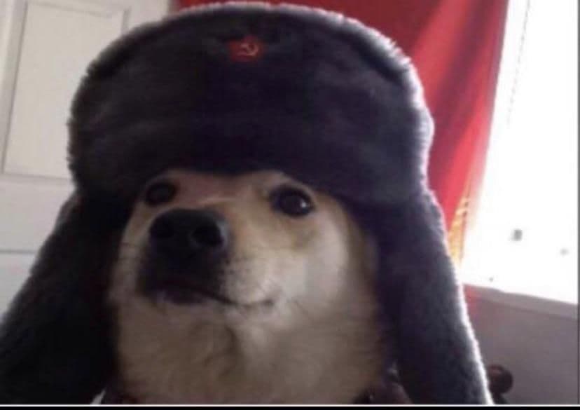 Shiba Of War