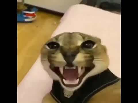 Big Floppa Clicker