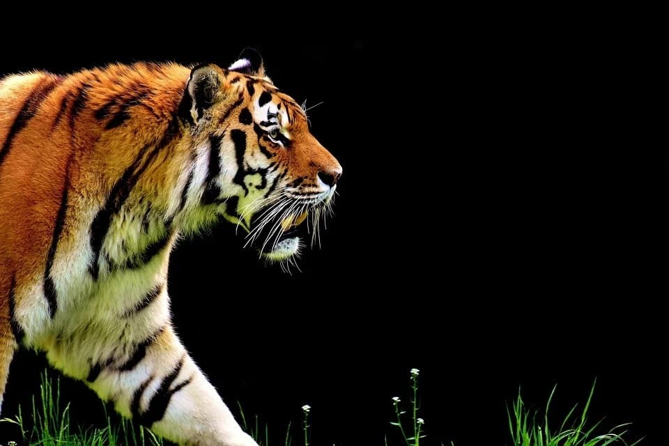 Round Thin Plane: The Second Eye of The Tiger Side Story screenshot 2