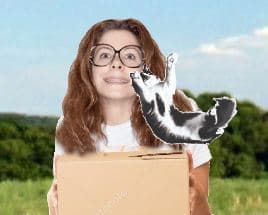 Crazy Cat Collector (Binkey)