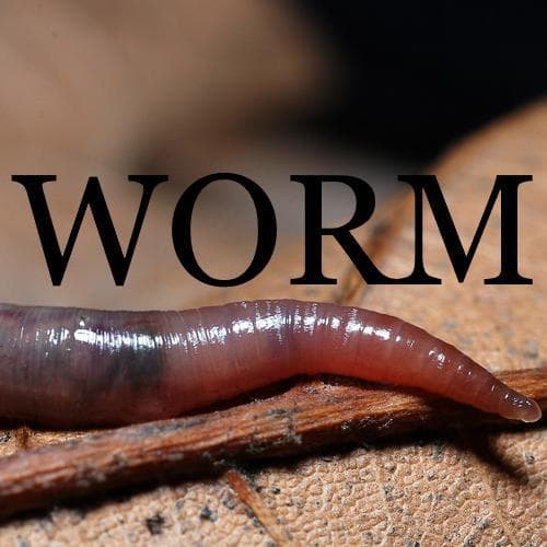 Worm