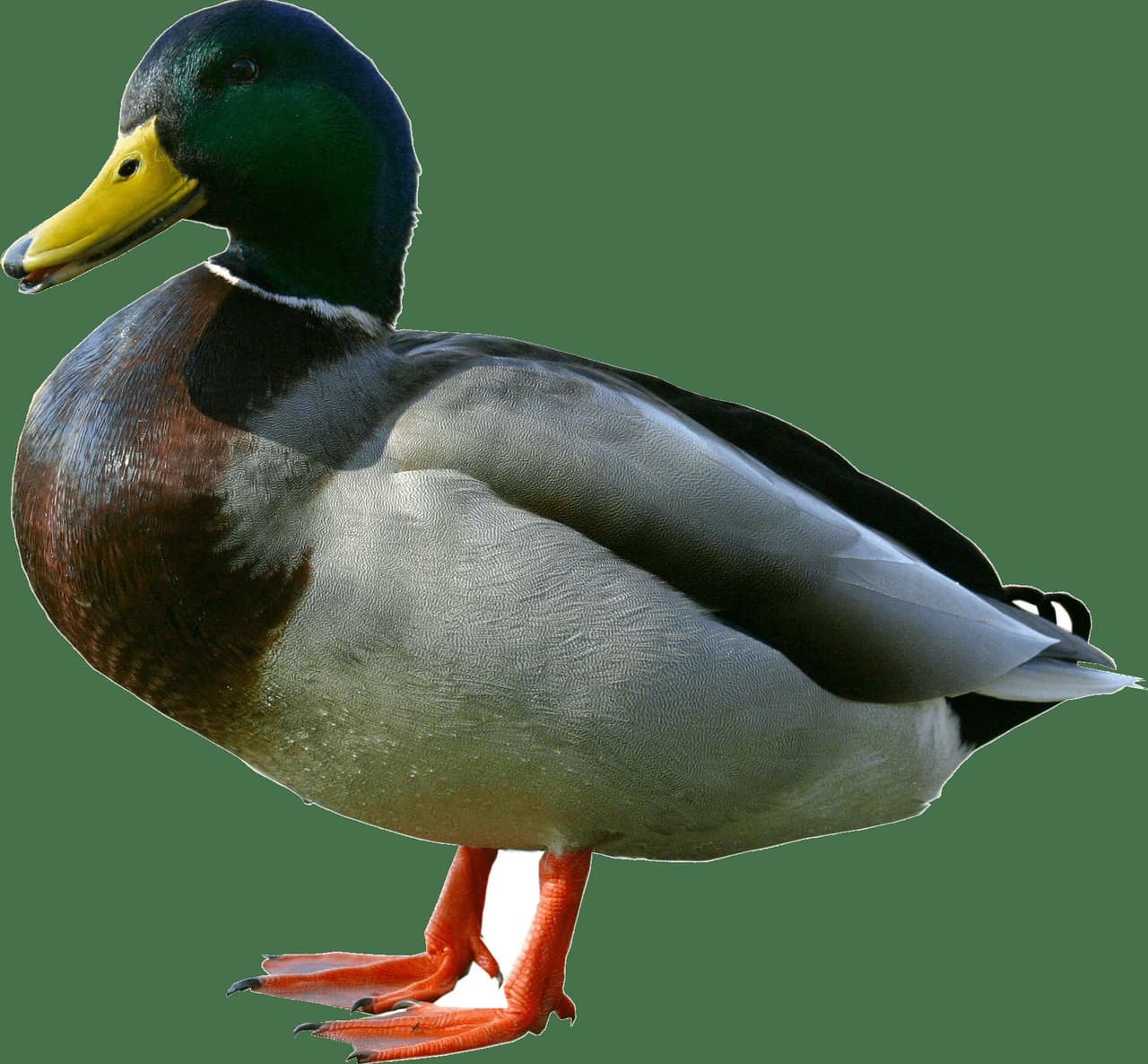 Descend of Duck