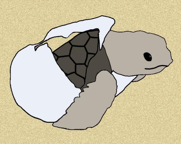 Outside the Shell