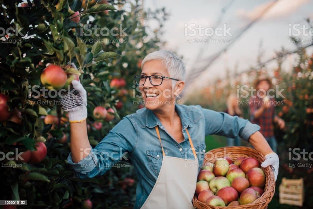 Apple Picker (tylertuan)