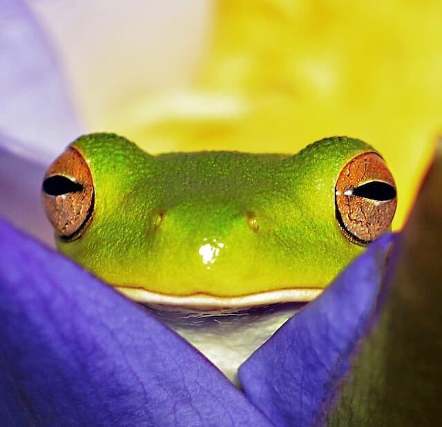Frog: The Game
