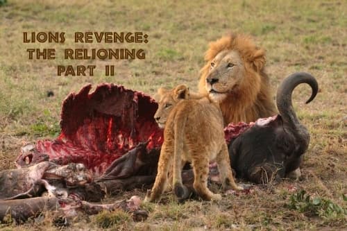 Lions Revenge: The Relioning Part II