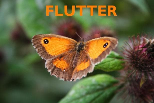Flutter