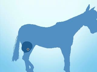 My Riding Stables 3D - Jumping for the Team