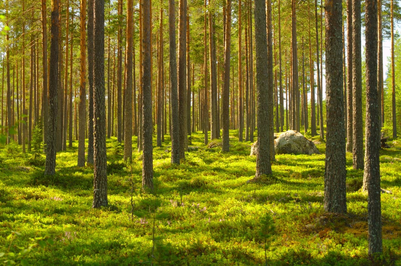 Forests of Byrica