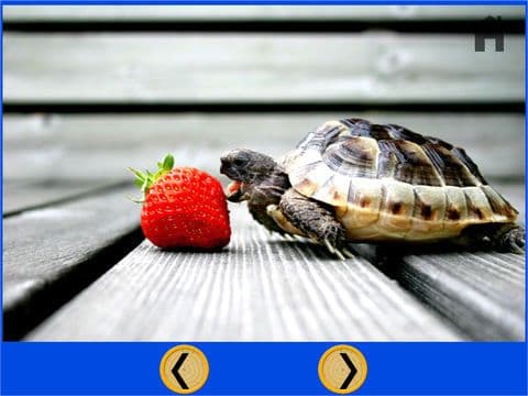 exceptionnal turtles for kids - free screenshot 2